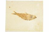 Detailed Fossil Fish (Knightia) - Wyoming #186487-1